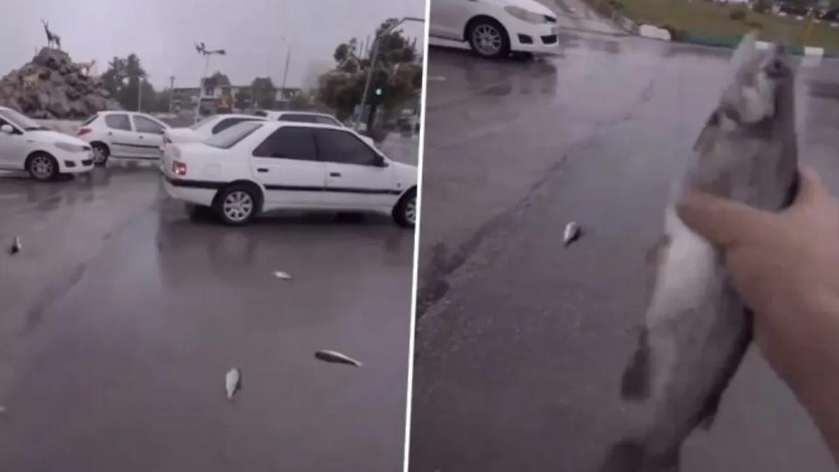 Sorpendente lluvia de peces en Irán