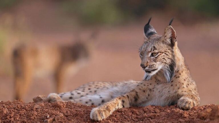El lince ibérico supera la barrera de los 2.000 ejemplares