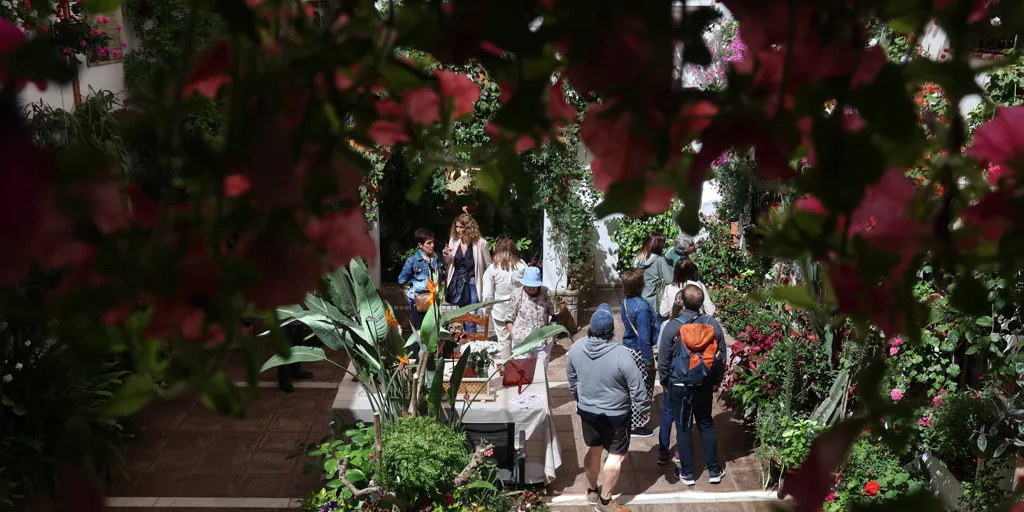 El coste de mantener la belleza de un patio en Córdoba y el esfuerzo por no cejar en el empeño