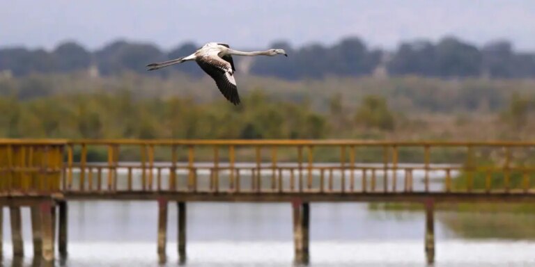 El renacer del Parque Nacional de Las Tablas de Daimiel tras su larga agonía