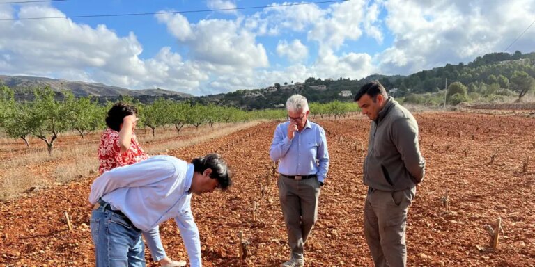 Agricultores y municipios alicantinos recurren a riegos de socorro tras perder millones de kilos de uva por la sequía y la «fauna salvaje»