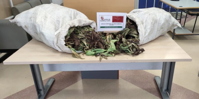 Se enfrentan a una multa de hasta 200.000 euros por recolectar sin autorización 50 kilos de una planta medicinal en León