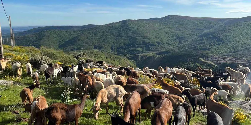 Cerca de 400 cabras desbrozan de modo natural el monte de Brañosera (Palencia)