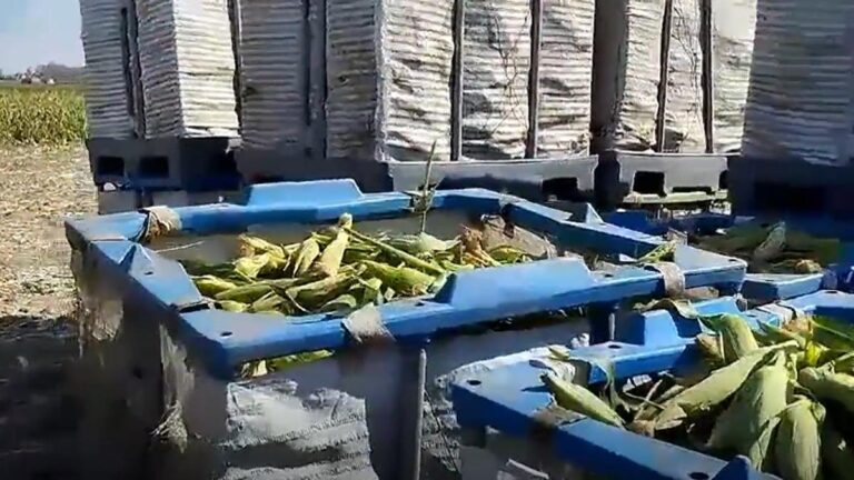 Mazorcas de maíz de Amarillo Corn.