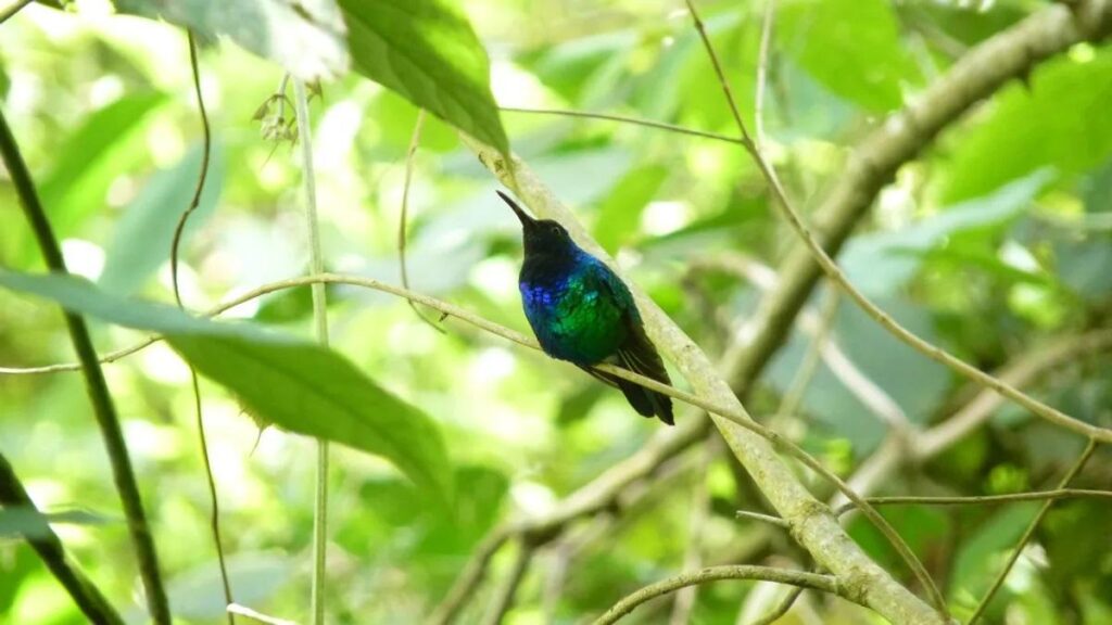 El colibrí de Santa Marta es una especie 'recuperada' tras no haber desaparecido