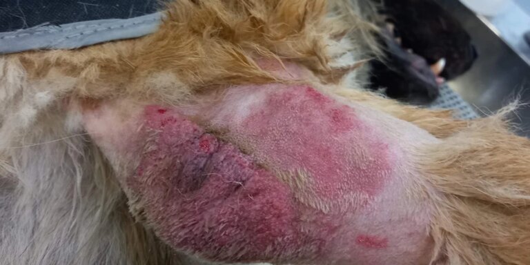 Investigado el propietario de una residencia canina en Alcalá la Real por maltrato animal