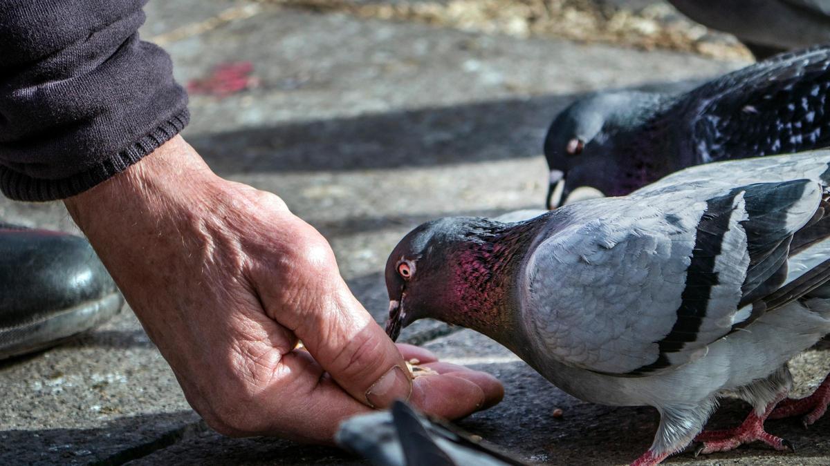 Una persona da de comer a palomas en la plaza de Catalunya de Barcelona.
