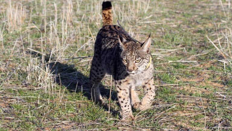 Un ejemplar de lince ibérico.