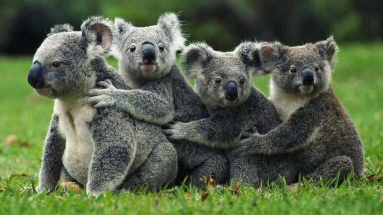 Cuatro ejemplares de koala.