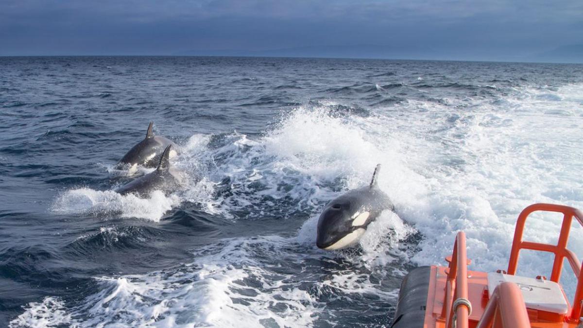 Orcas en el Estrecho junto a una embarcación