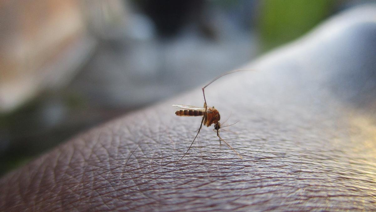 Imagen de archivo de un mosquito.