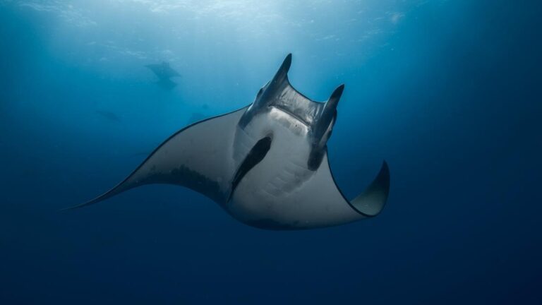 La manta raya tiene unos 5 metros de envergadura y está en peligro de extinción