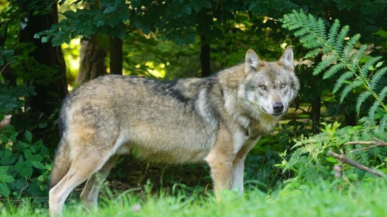 Proponen aumentar el número de lobos para atajar la expansión del jabalí