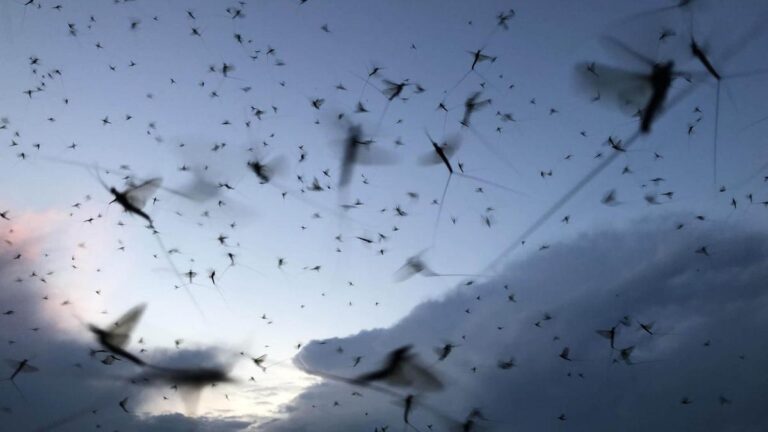 Observan una 'riada' de 17 millones de insectos entrando en España