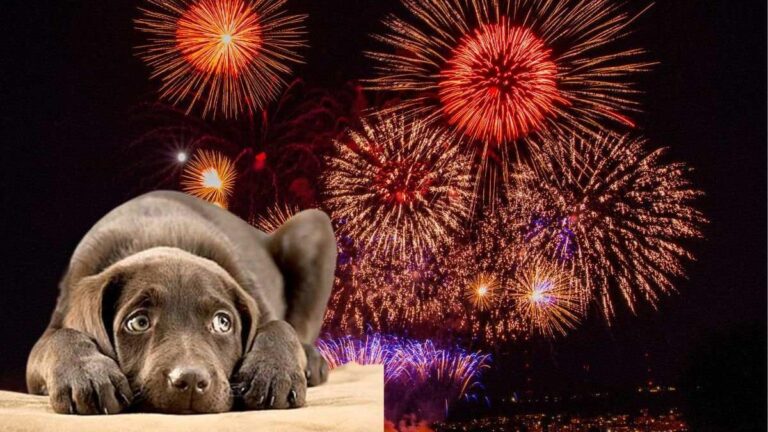 Piden una pirotecnia silenciosa para preservar la salud de los perros