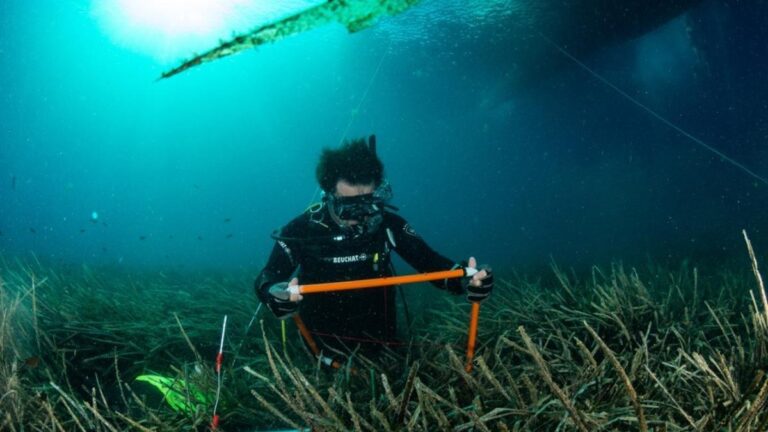 El investigador del CEAB-CSIC, Miguel Ángel Mateo, realizando una observación de campo en una pradera de posidonia.