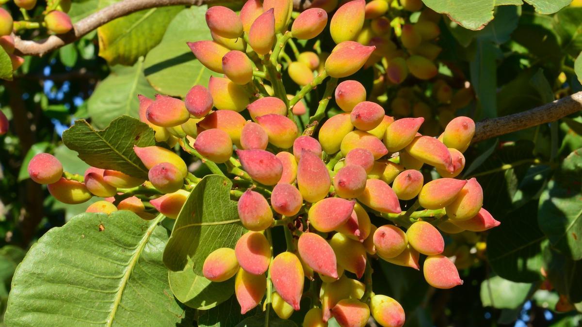 Árbol Pistacia vera con sus frutos, los pistachos, aún verdes.