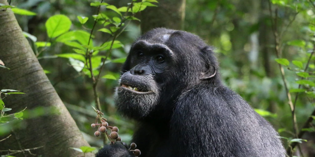 Los chimpancés enfermos toman antibióticos que buscan entre las plantas