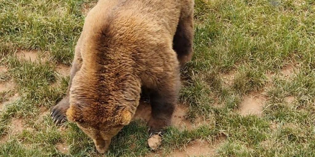 Muere un osezno rescatado en Cabárceno tras no superar los efectos de la anestesia
