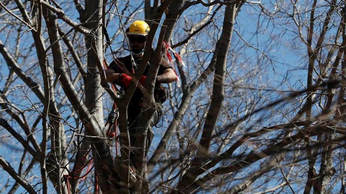 Un operario revisa y poda un árbol