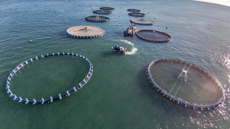 La acuicultura supera por primera vez a la pesca silvestre