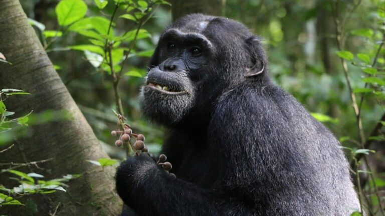 Un chimpancé consumiendo una planta medicinal
