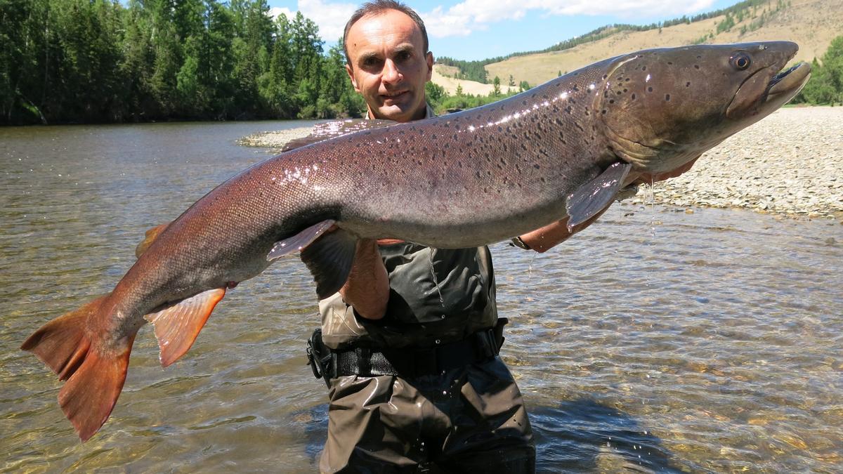 El siluro, especie invasora que se propaga por los ríos españoles