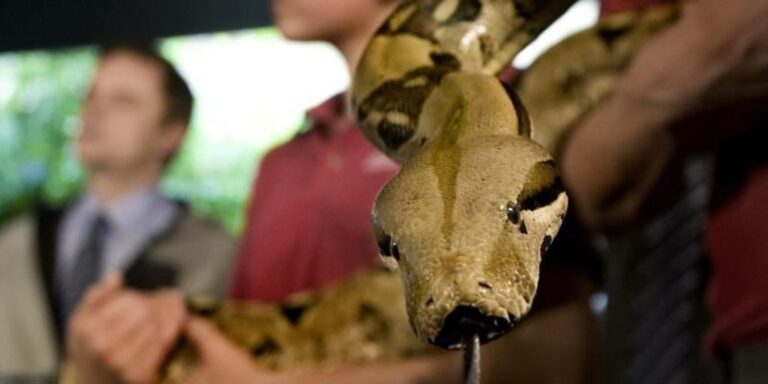 Una serpiente da a luz a 14 crías sin aparearse con ninguna otra