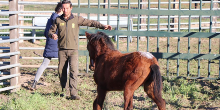 Doñana se vuelca en la protección del caballo de las Retuertas, una raza autóctona en peligro de extinción