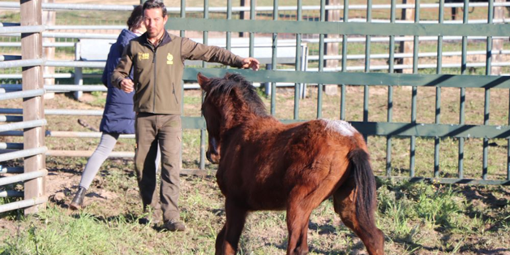 Doñana se vuelca en la protección del caballo de las Retuertas, una raza autóctona en peligro de extinción