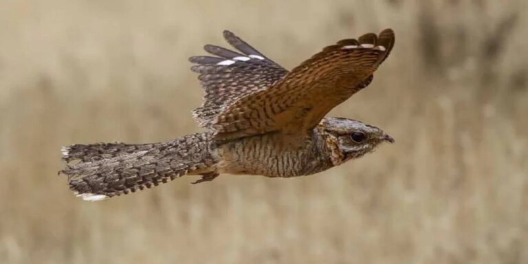 Descubren por qué algunas aves migratorias llegan con dedos amputados a España