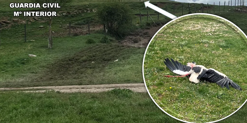 Dos investigados en Burgos por matar de un tiro a una cigüeña blanca
