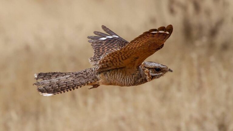 El chotacabras, una de las aves migratorias que llegan con dedos amputados a España