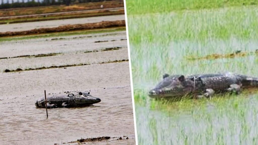 ¿Cocodrilos en la Albufera de Valencia? Esta es la explicación