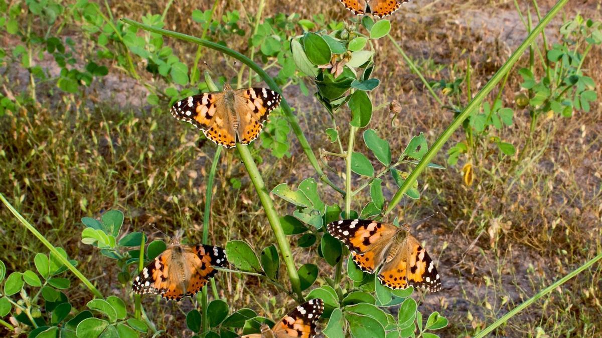 Imagen de archivo de mariposas carderas.