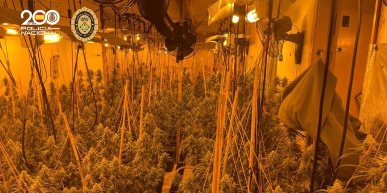Tres años y medio de cárcel para cuatro chinos pillados con el mayor alijo de marihuana incautado en Gijón
