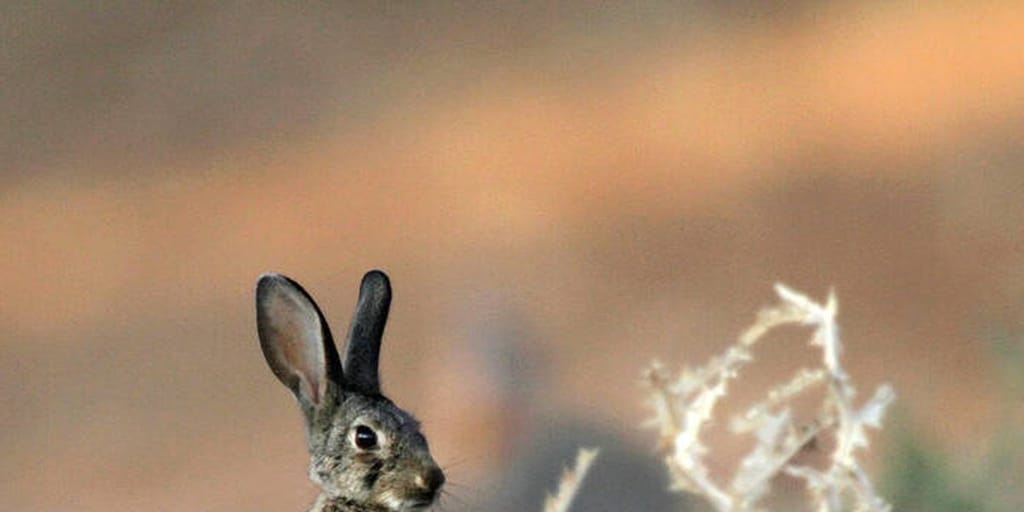 Estos son los pueblos de Jaén donde estará permitida la caza de conejo silvestre esta temporada