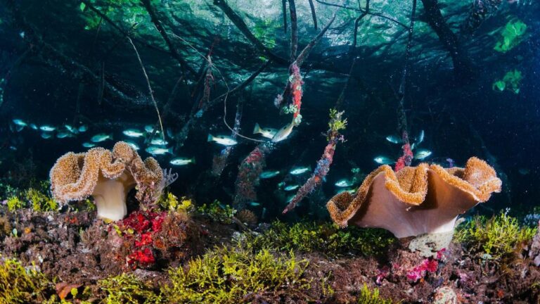 Arrecife de coral en Indonesia.