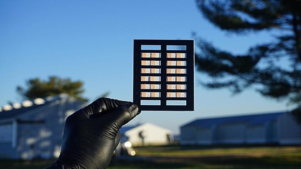 Este es el biosensor para detectar contaminación fecal en cultivos