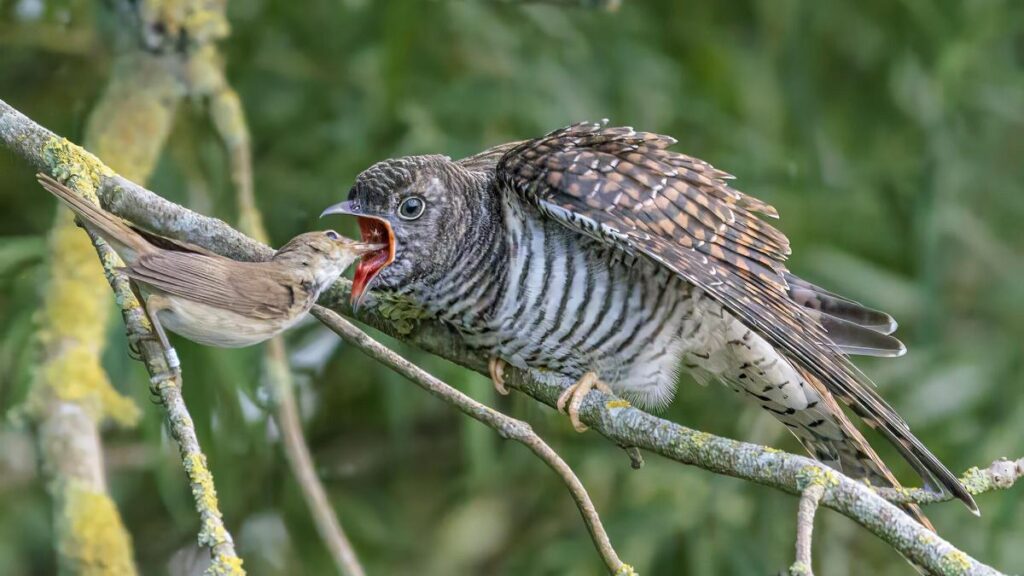 Una curruca común alimenta a un cuco joven