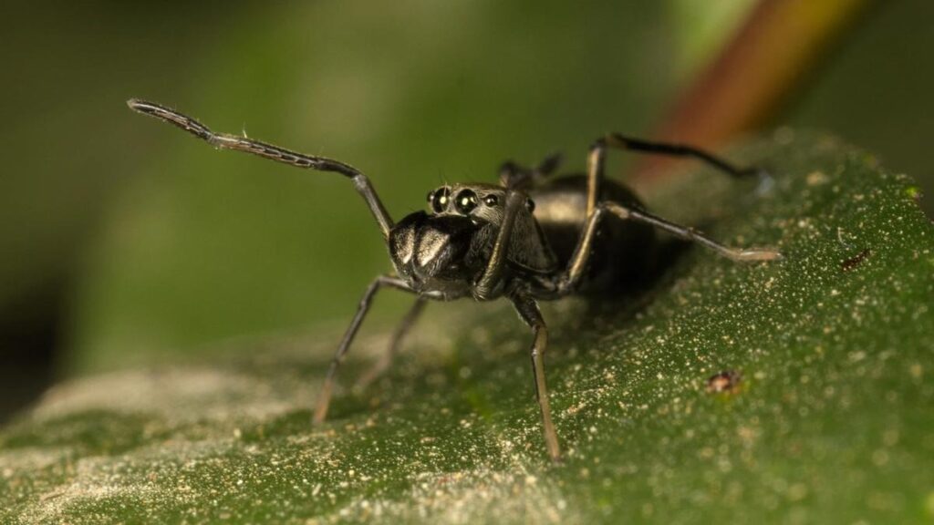 Ejemplar de Toxeus magnus.