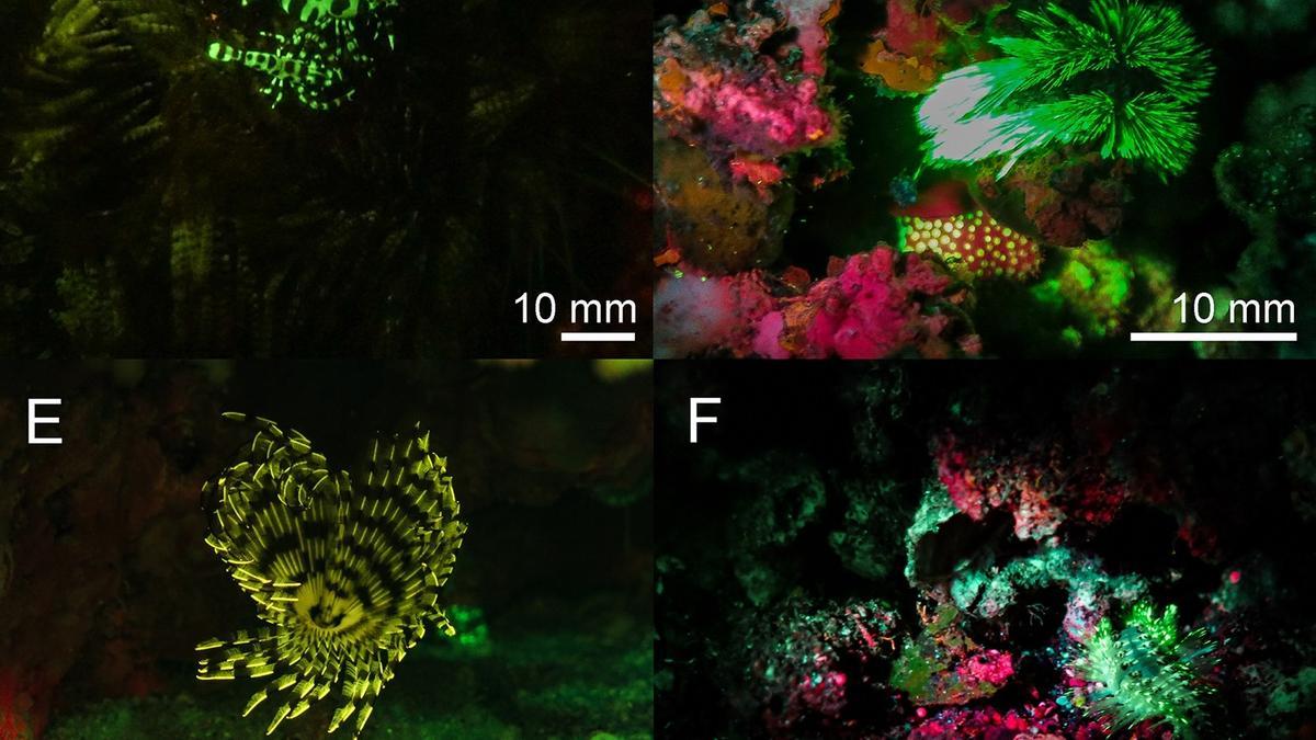 Descubren nuevas criaturas fluorescentes bajo el mar