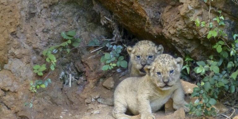 Nacen dos leones en el exterior de su recinto en el Parque de Cabárceno