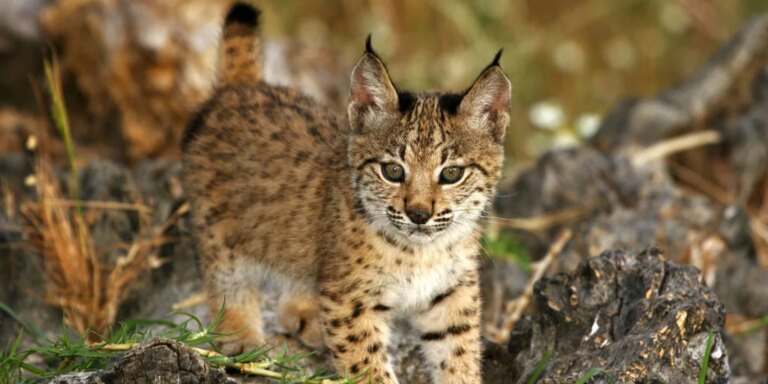 El lince ibérico deja de estar en peligro de extinción