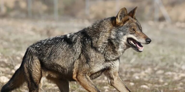 Un estudio apuesta por el lobo para frenar los accidentes con fauna silvestre
