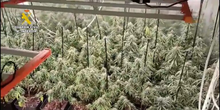 La Guardia Civil desmantela en Montilla un cultivo 'indoor' de marihuana con más de 300 plantas