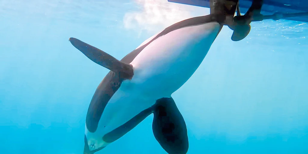 Las orcas tienen un problema: demasiado tiempo libre