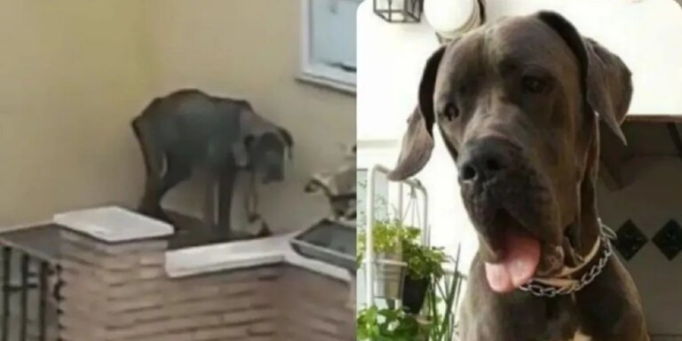Condenan a un matrimonio de Valencia por maltratar a su perra hasta que murió de hambre tras años atada en una terraza