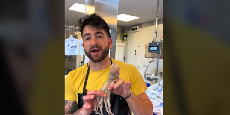 «Que no te vendan gato por liebre»