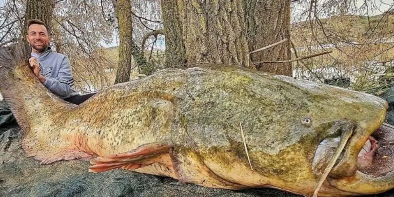 un pescador captura un siluro de 85 kilos... y lo devuelve al río